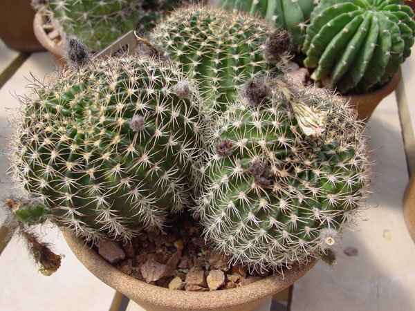 Echinopsis_ ancistrophora